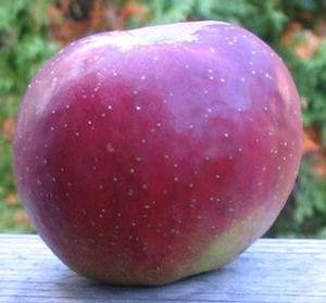Hubbardston Apple