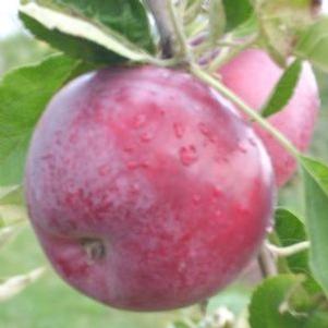 JerseyMac Apple
