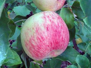 Oriole Apple