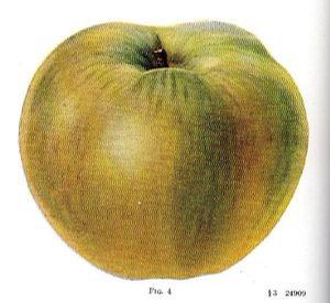 Pound Sweet Apple