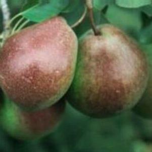 Parker Pear