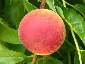 Canadian Harmony Peach