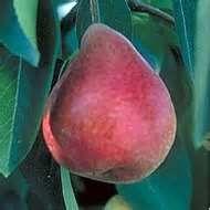 Summercrisp Pear