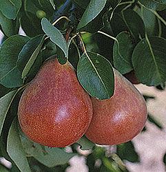 Ubileen Pear