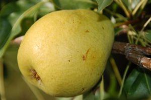 Lincoln Pear