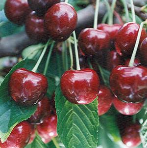 Benton™ Dark Sweet Cherry