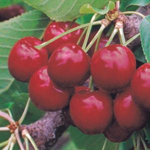 Skeena™Dark Sweet Cherry