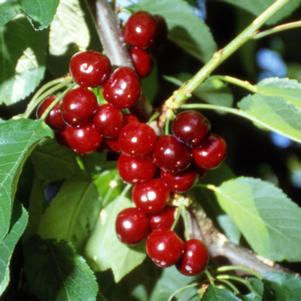 Van Dark Sweet Cherry