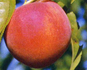 Early Redhaven Peach