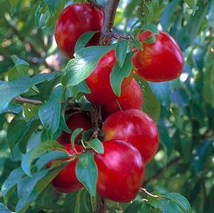 Alderman hybrid Plum