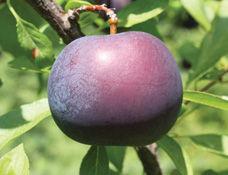 BlackIce Hybrid Plum