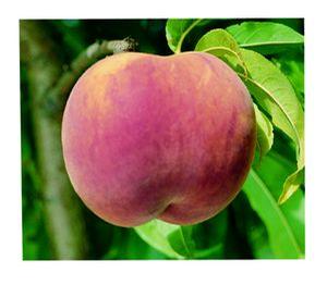 Red Globe Peach