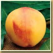 Howard Miracle Japanese Plum