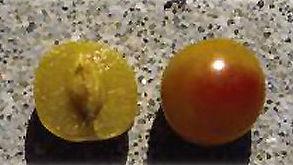 LaCrescent Hybrid Plum