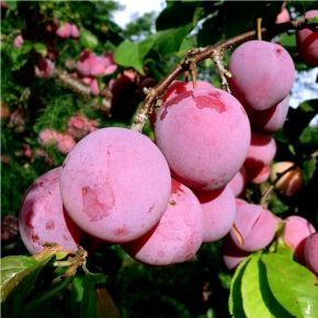 Pembina Hybrid Plum