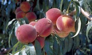 Reliance Peach