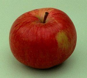 Red Astrachan Apple