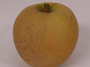 Pitmaston Pineapple Apple