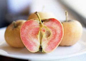 Pink Pearl (Red flesh) Apple