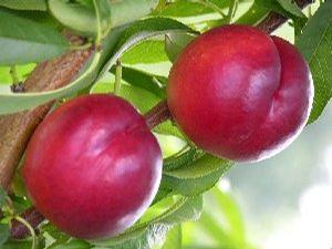 Summer Beaut Nectarine