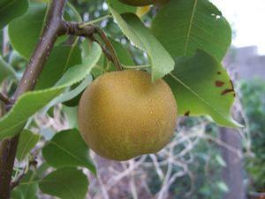 Shinko Asian Pear