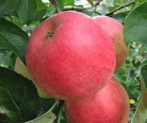 Bella(TM) Apple