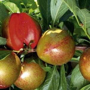Flavor Supreme Pluot(R)