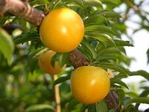Shiro Japanese Plum