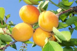 Goldrich Apricot