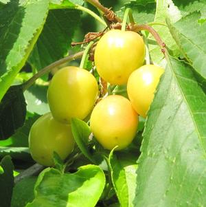 Stardust Yellow Sweet Cherry