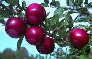 Arkansas Black Apple