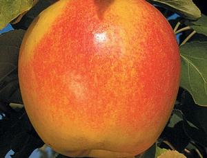 Suncrisp® Apple