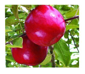 Cortland-Red Cortland Apple