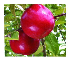 Malus domestica 'Gala' Gala-Red Gala Apple from Grandpa's Orchard