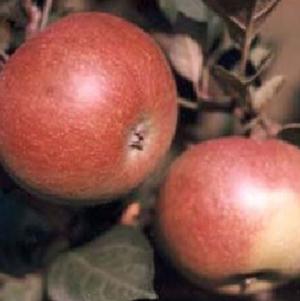 Dabinett Apple