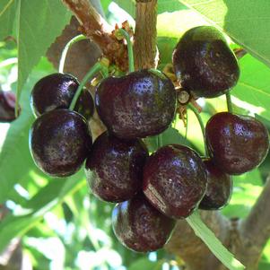 BlackPearl® Dark Sweet Cherry