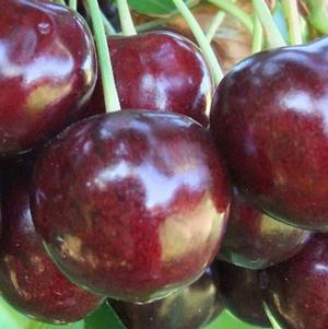 Burgundy Pearl® Dark Sweet Cherry