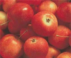Whitney Edible Crab Apple