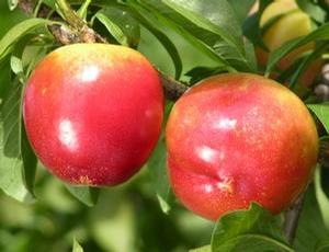 Fortune Japanese Plum