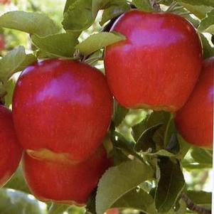 Ambrosia Apple