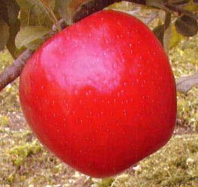 Honeycrisp-Super Red Apple