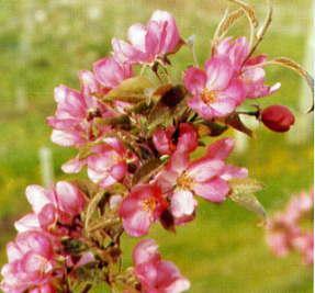 Indian Summer Flowering Crabapple