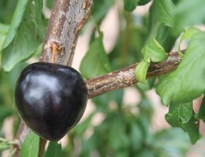 Flavor Heart Pluot(R)