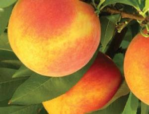 Gloria® Peach (NJ351 Cv.) PP#18,224