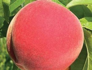 Messina(R) Peach