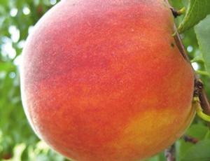 SummerFest(TM)(USPP# 21379) Peach