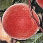 White Lady Peach