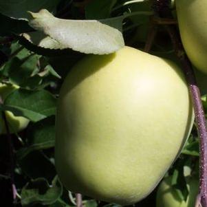 Grandpa's SummerGold Apple