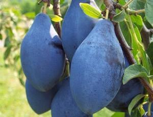 Long John European Prune