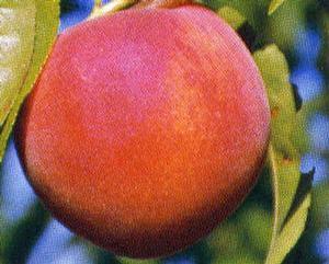Glenglo™ Peach